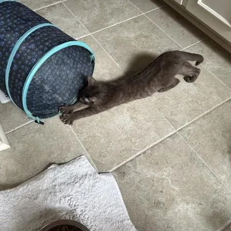 Tootsie thumbnail 3