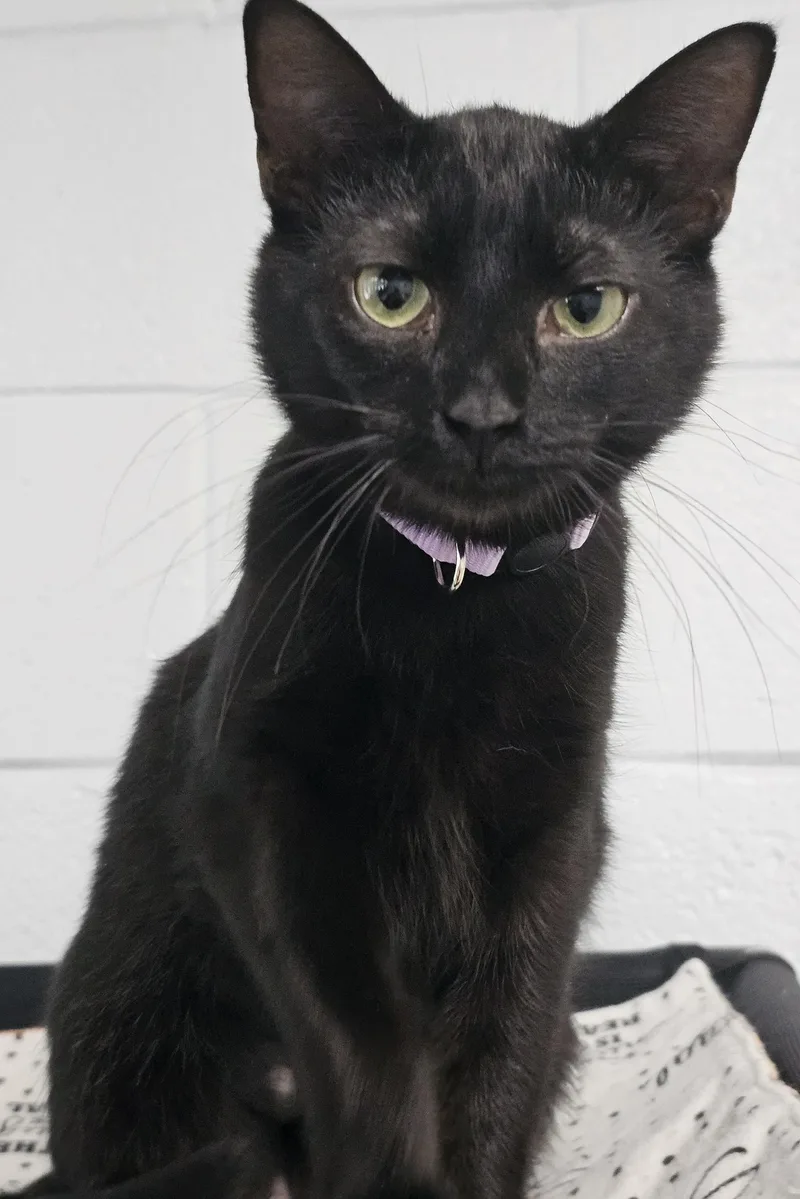 A baby small-sized female Black Domestic Short Hair cat named Glam for adoption in Morganton, NC