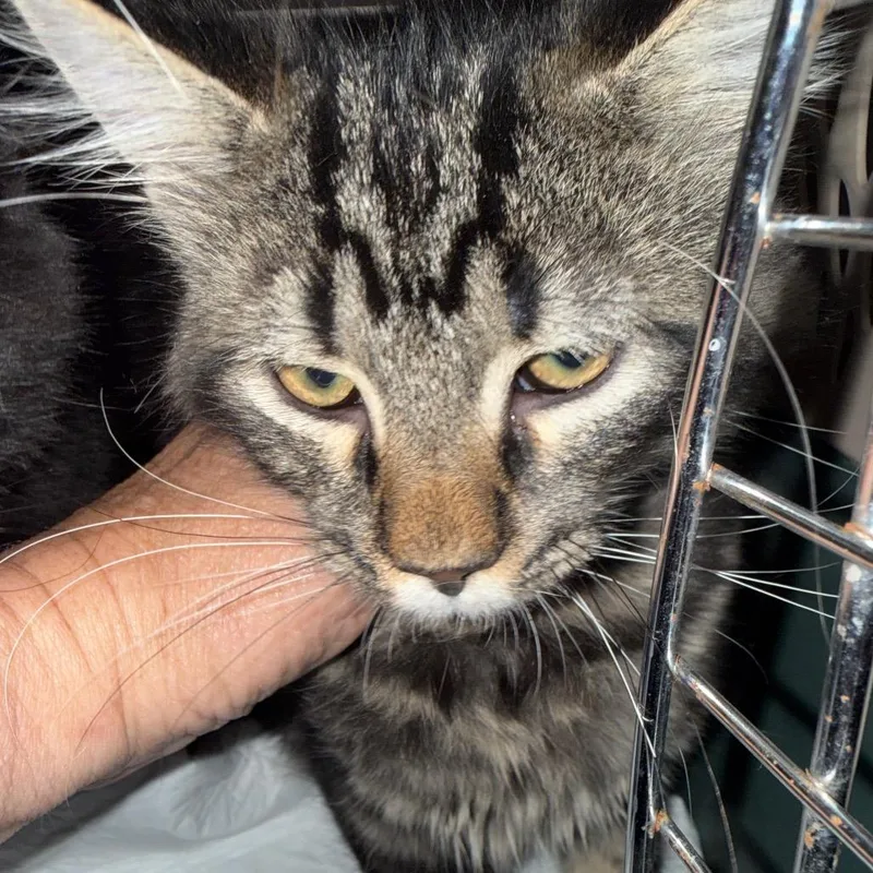 A baby small-sized male Buff / Tan / Fawn Domestic Medium Hair cat named Beast for adoption in Granby, MO