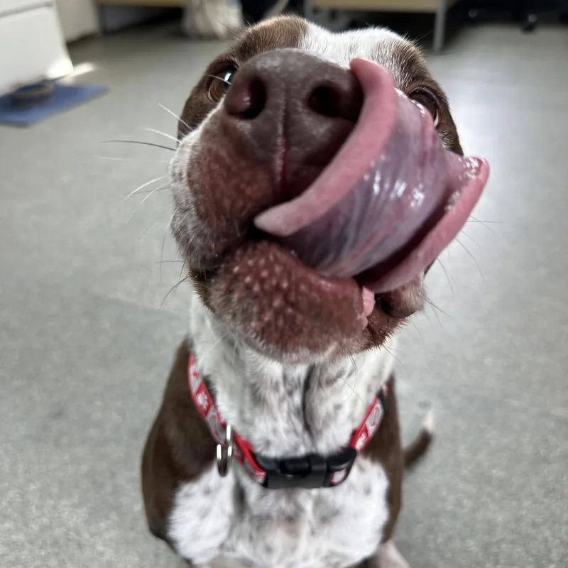 An adult medium-sized male Brown / Chocolate Pointer dog named Norwood for adoption in Delaware, OH