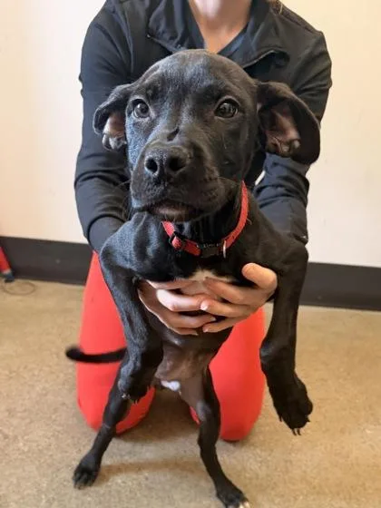 A baby medium-sized male Black Pit Bull Terrier dog named Louie for adoption in Cleveland, OH