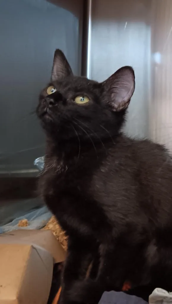 A baby medium-sized male Domestic Short Hair cat named Linguini for adoption in New Braunfels, TX