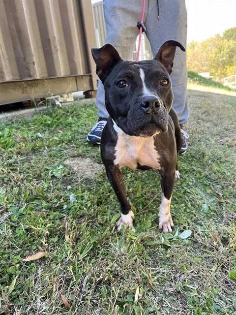 An adult medium-sized female American Staffordshire Terrier dog named Babee for adoption in Chester, SC