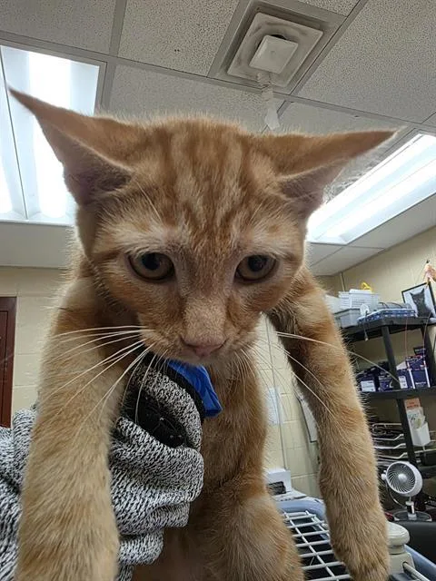 A baby small-sized male Domestic Short Hair cat named Thomas for adoption in Aliquippa, PA