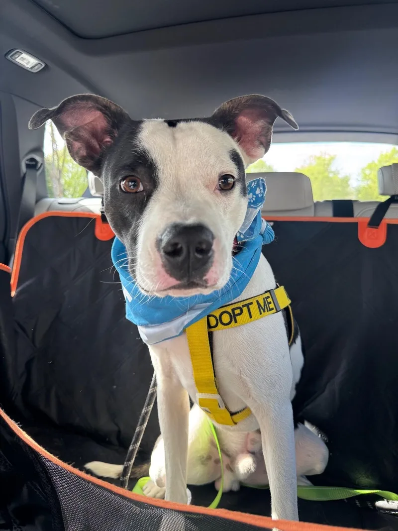A young medium-sized male Black American Staffordshire Terrier dog named Spot for adoption in Ferndale, WA