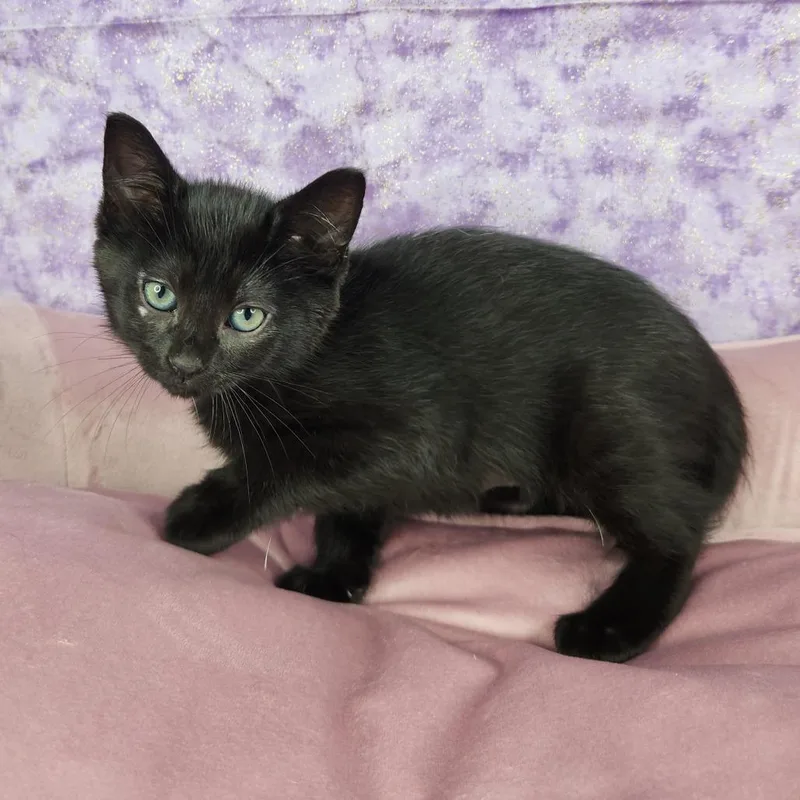 A baby small-sized female Black Domestic Short Hair cat named Bashful for adoption in Fort Wayne, IN