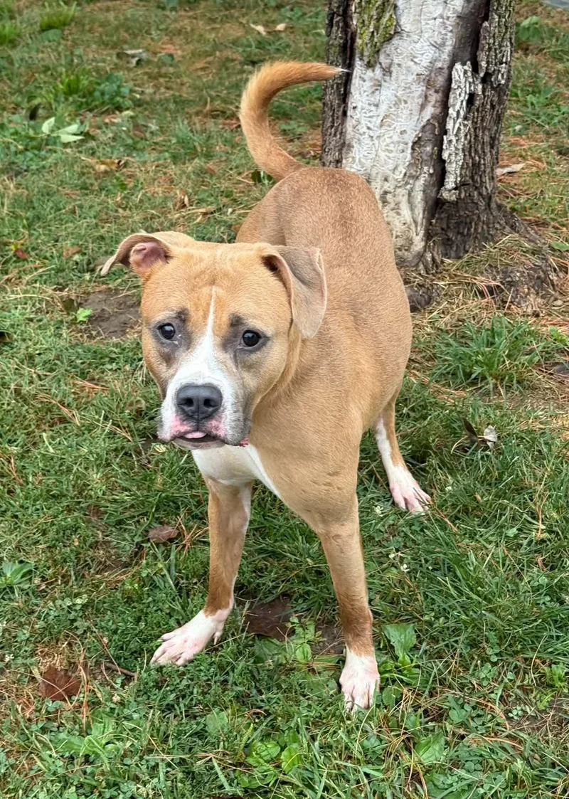 An adult medium-sized male Yellow / Tan / Blond / Fawn Pit Bull Terrier dog named Jack for adoption in Springfield, IL