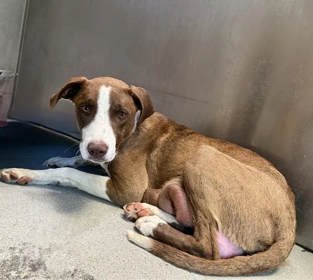 An adult medium-sized female Pit Bull Terrier dog named Mama for adoption in Lancaster, CA