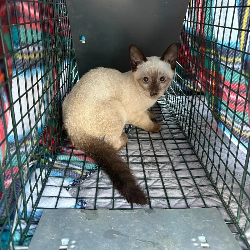 A baby small-sized male Domestic Short Hair cat named Burgundy for adoption in Las Cruces, NM