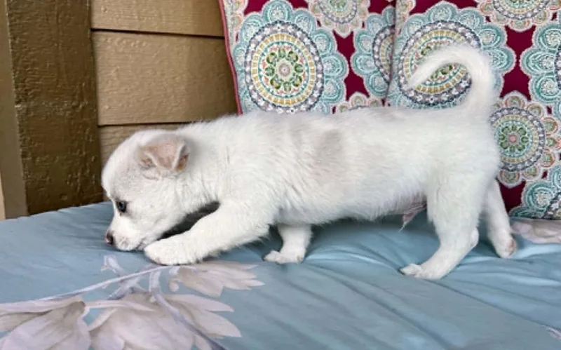 A baby medium-sized male Gray / Blue / Silver Collie dog named Bolt for adoption in Boulder, CO