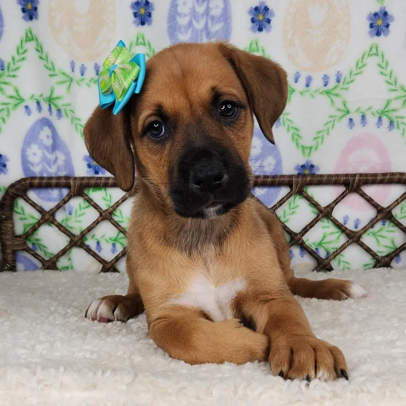 A baby small-sized female Brown / Chocolate Great Dane dog named Soggy Nugget for adoption in Fort Wayne, IN