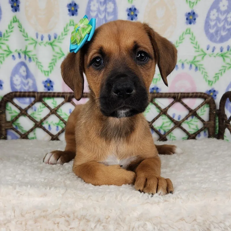 Soggy Nugget thumbnail 2