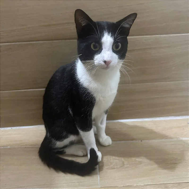 An adult medium-sized male Black Domestic Short Hair cat named Hudson for adoption in Rio Grande, PR