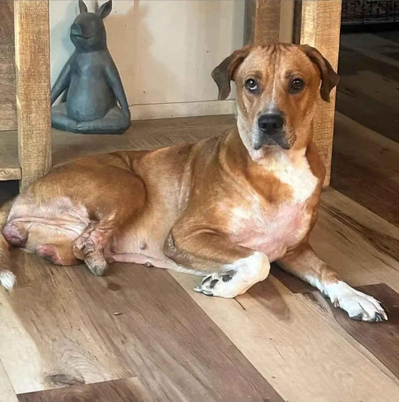 An adult medium-sized female Pit Bull Terrier dog named Justice for adoption in Shinnston, WV