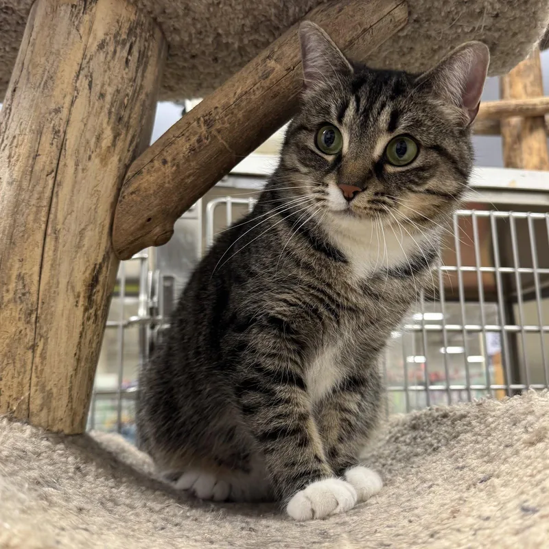 An adult large-sized female Domestic Short Hair cat named Misty for adoption in Hanover Park, IL
