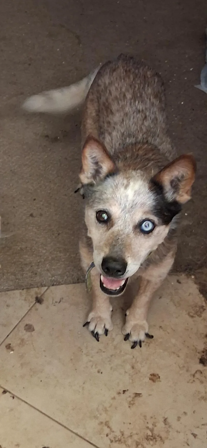 A senior medium-sized male Australian Cattle Dog / Blue Heeler named Thor for adoption in Phoenix, AZ