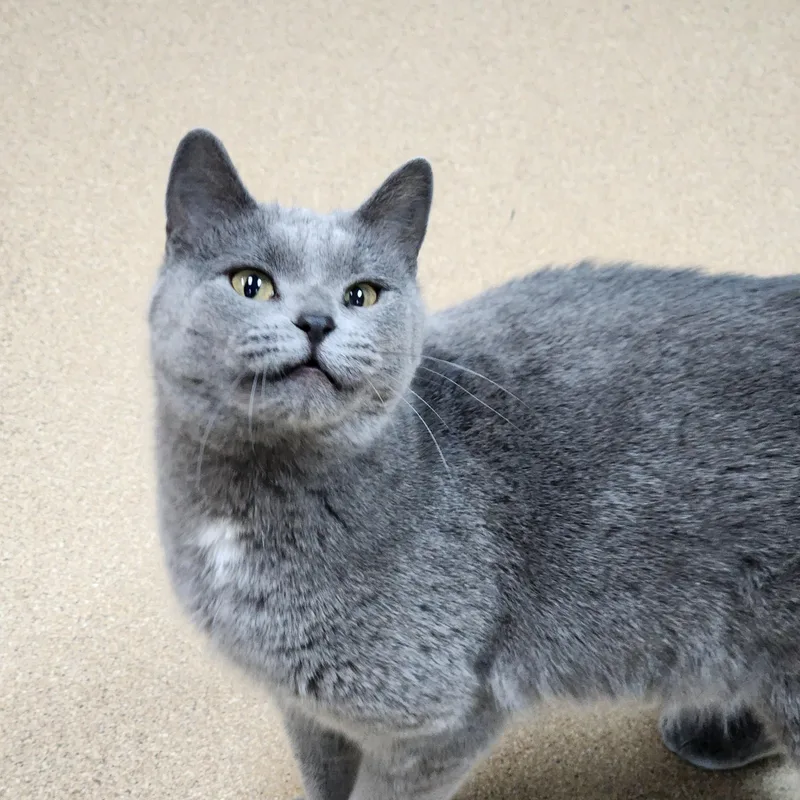 An adult medium-sized female Gray / Blue / Silver Domestic Short Hair cat named Karlene for adoption in Brookings, SD