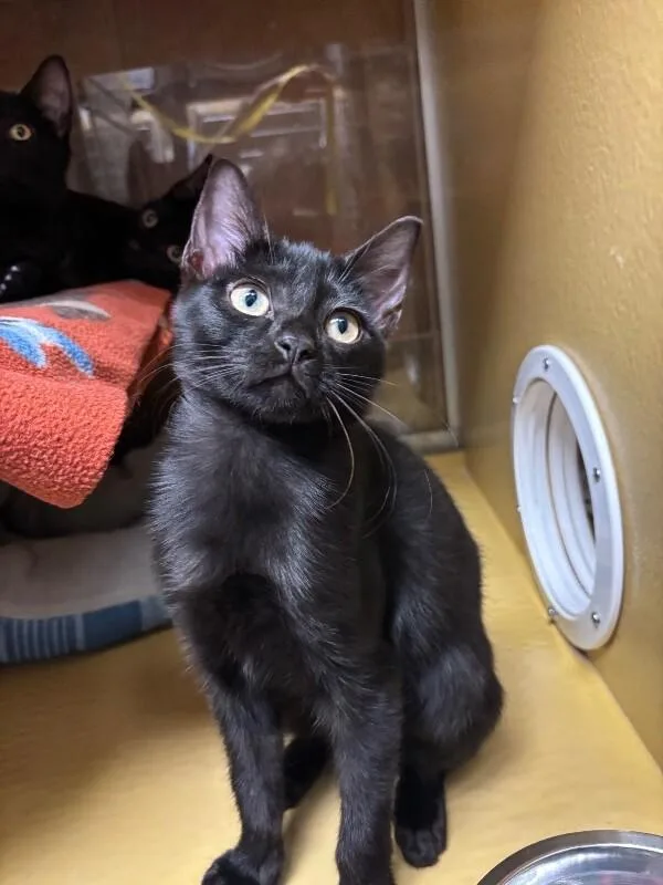A young medium-sized male Black Domestic Short Hair cat named Microwave for adoption in Fort Collins, CO