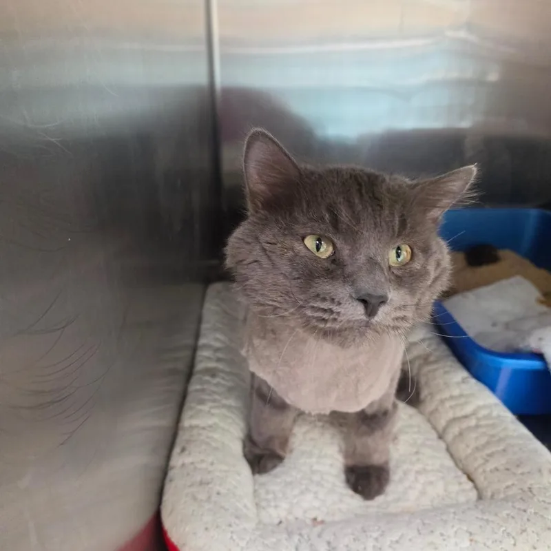 An adult large-sized male Gray / Blue / Silver Domestic Long Hair cat named Tinder for adoption in Las Vegas, NV