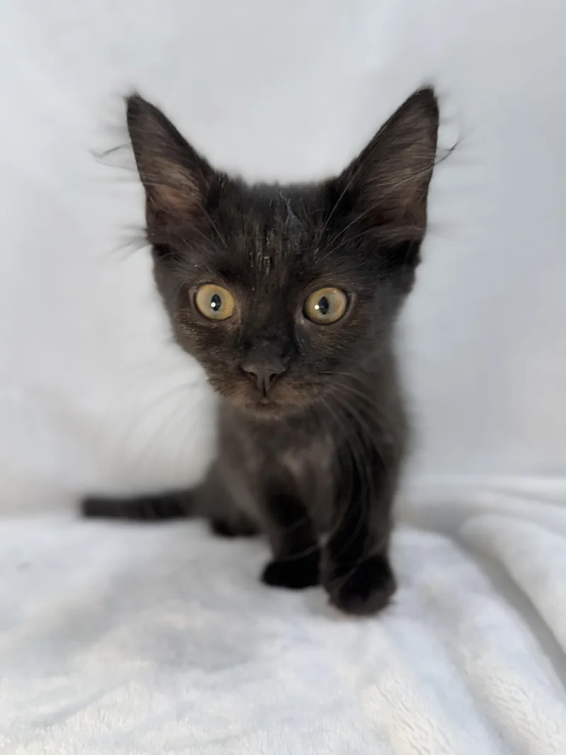 A baby medium-sized female Black Domestic Long Hair cat named Journey for adoption in Greensboro, NC