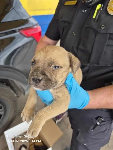 A baby small-sized male American Staffordshire Terrier dog named Frapachino for adoption in San Antonio, TX