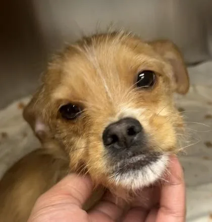 An adult medium-sized male Mixed Breed dog named Chili Cheese Dog for adoption in Munster, IN