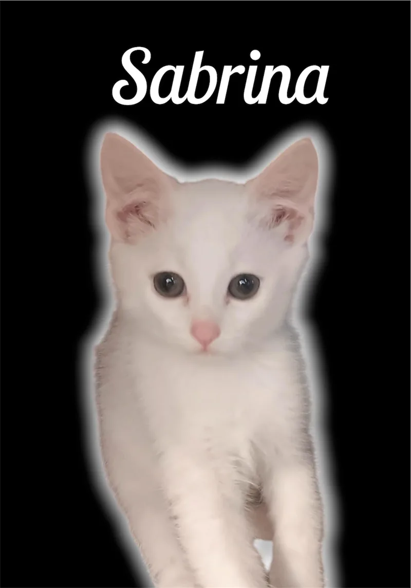 A baby small-sized female Flame Point Domestic Short Hair cat named Sabrina for adoption in Auburn, CA