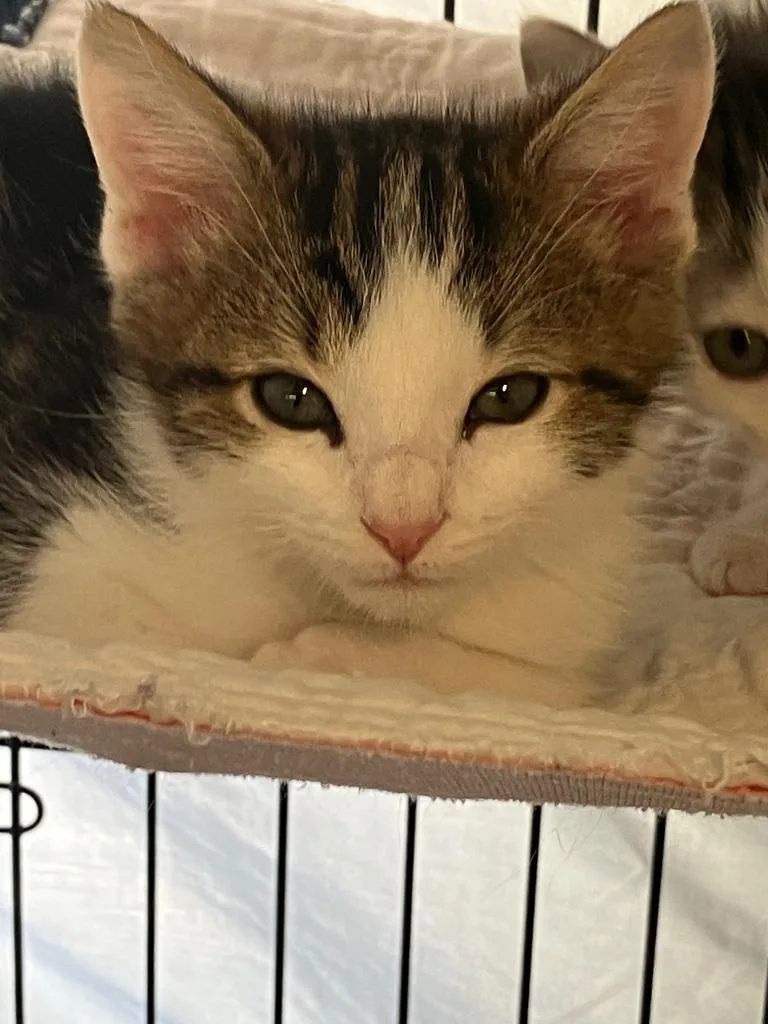 A baby small-sized male Domestic Short Hair cat named Enzo for adoption in Lunenburg, MA