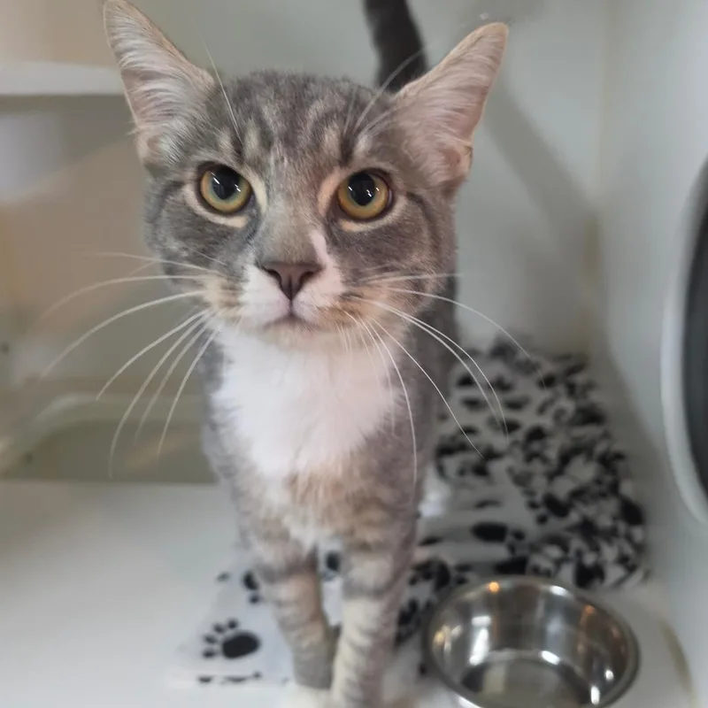 A young medium-sized male Gray / Blue / Silver Domestic Short Hair cat named Bopper for adoption in Jefferson city, TN