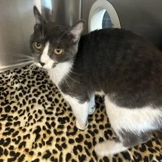 A young medium-sized female Gray & White American Shorthair cat named Moxie for adoption in Gainesville, TX