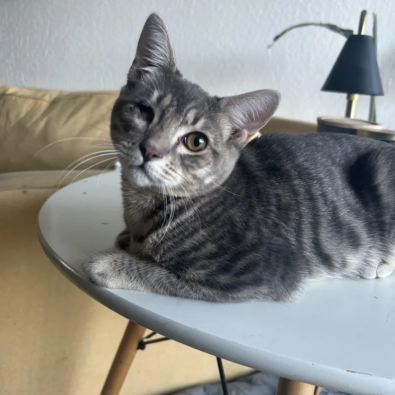 A baby medium-sized male Tabby (Gray / Blue / Silver) Domestic Short Hair cat named Cadbury Creme Egg for adoption in Davis, CA