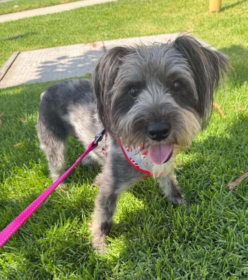 An adult small-sized male Black Schnauzer dog named Maxx for adoption in Reseda, CA