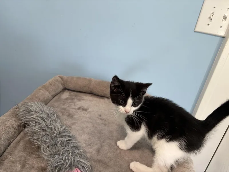 A baby small-sized male Domestic Short Hair cat named Doodle Bug Jn for adoption in Greenville, SC