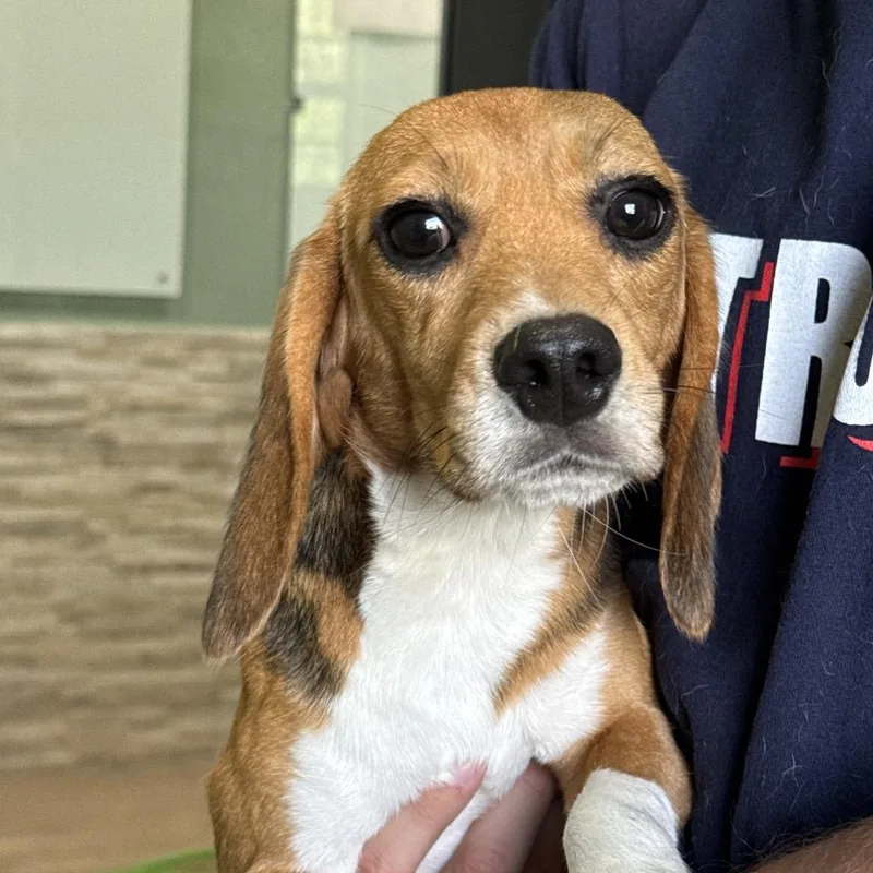 A young small-sized female Yellow / Tan / Blond / Fawn Beagle dog named Smidge for adoption in LOXAHATCHEE, FL