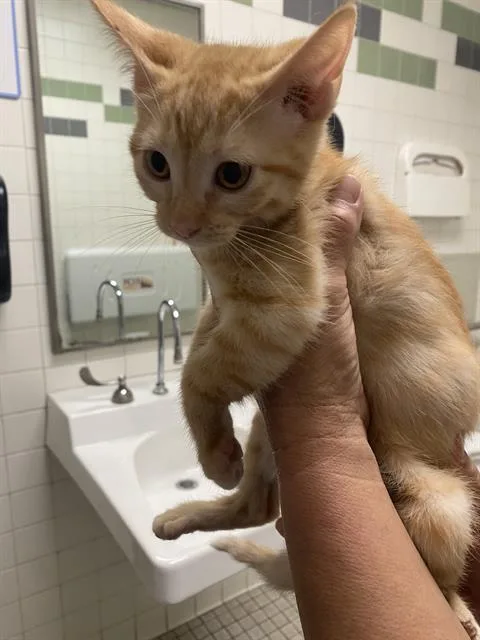 A baby medium-sized female Domestic Short Hair cat named Duchess for adoption in Dallas, TX