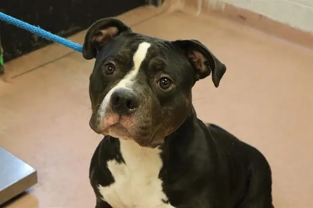 A young medium-sized female Mixed Breed dog named Lala for adoption in Columbia, SC