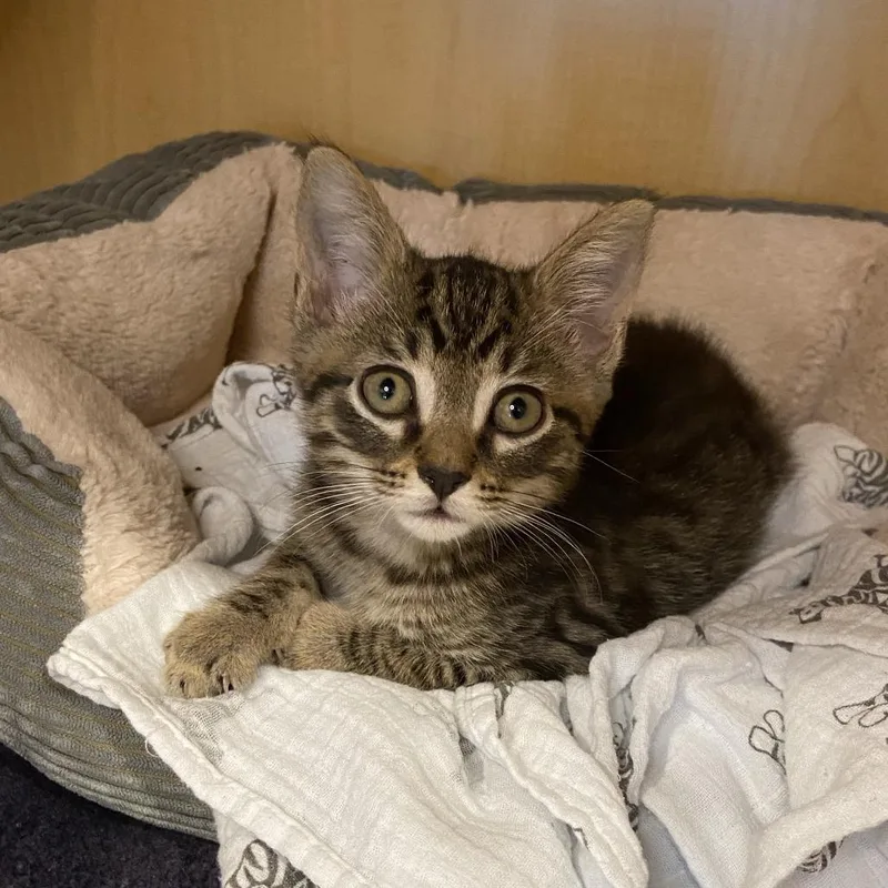 A baby small-sized male Brown / Chocolate Domestic Short Hair cat named Scrambled for adoption in Washington Township, OH