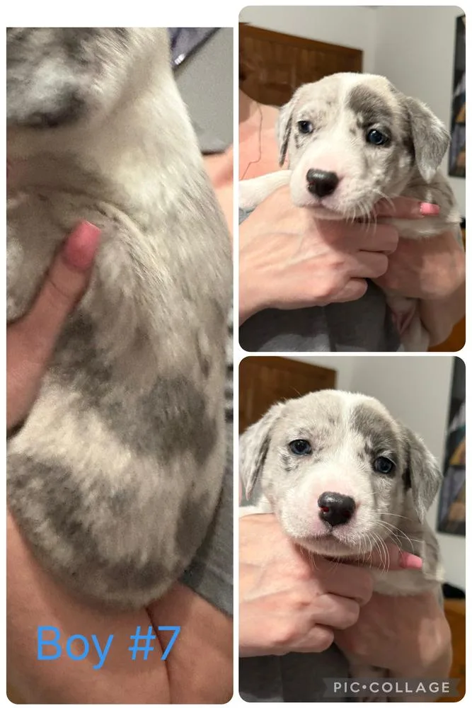 A baby medium-sized male Bicolor Catahoula Leopard Dog dog named Reggie for adoption in Naperville, IL