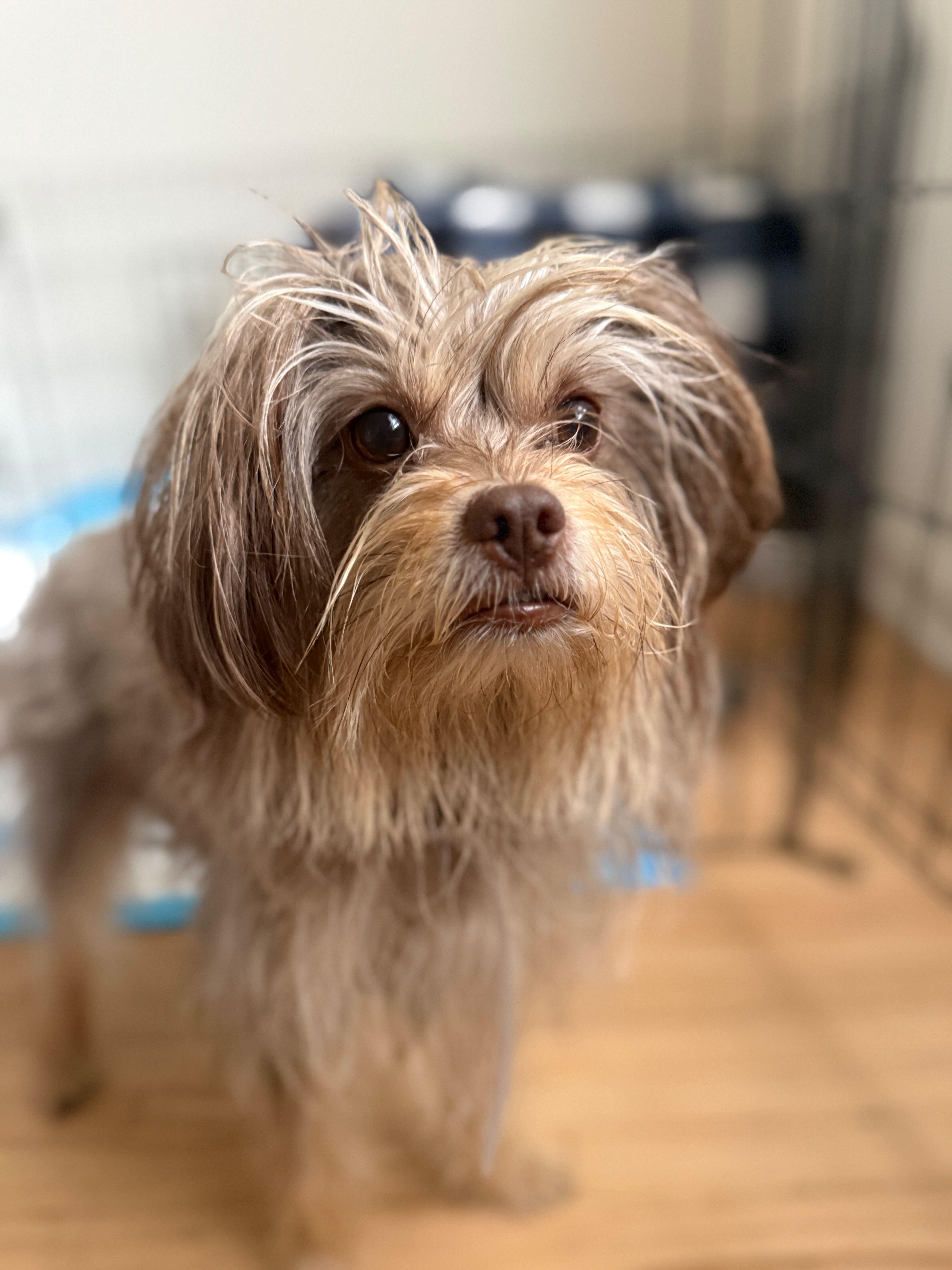 A young small-sized female Sable Yorkshire Terrier dog named Jessica for adoption in West Hollywood, CA