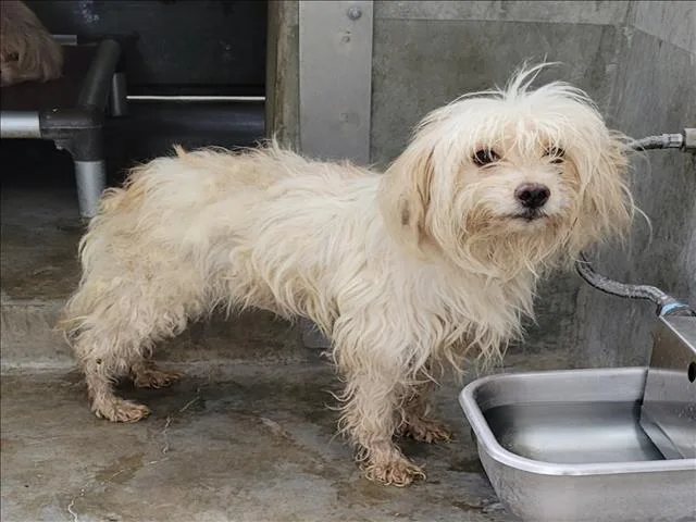 A young medium-sized male Maltese dog named J.j. for adoption in Los Angeles, CA