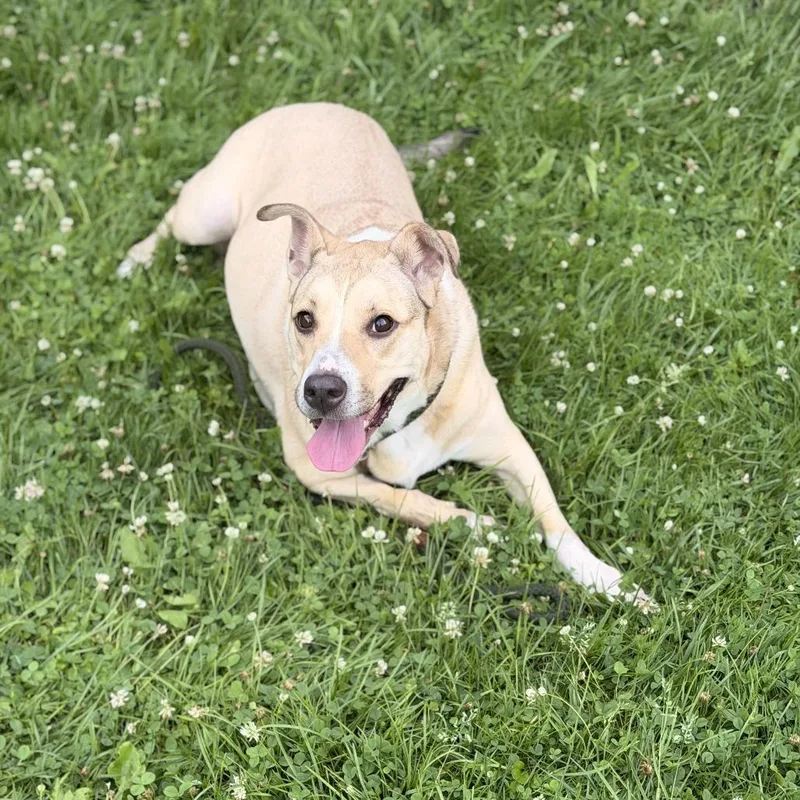 An adult medium-sized female Yellow / Tan / Blond / Fawn Labrador Retriever dog named Louise for adoption in Sparta, NJ