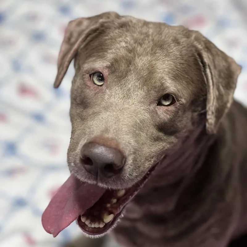 An adult large-sized female Gray / Blue / Silver Labrador Retriever dog named Zoey for adoption in Newark, NJ