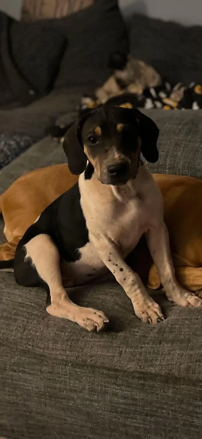 An adult medium-sized female Black Treeing Walker Coonhound dog named Mingo for adoption in Charleston, WV