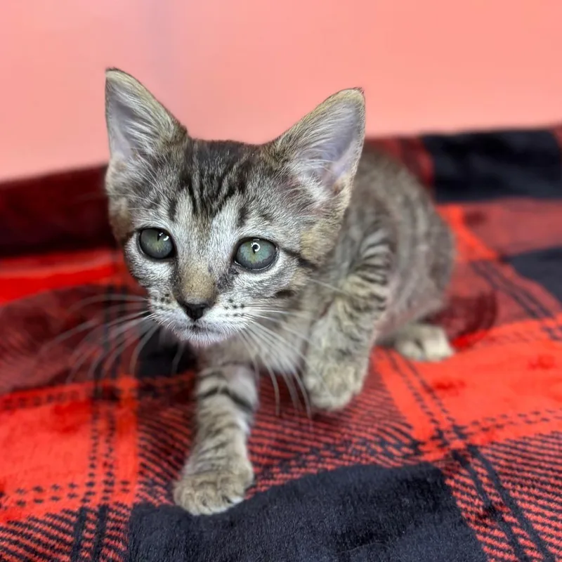 A baby small-sized female Gray / Blue / Silver Domestic Short Hair cat named Nori for adoption in San Antonio, TX