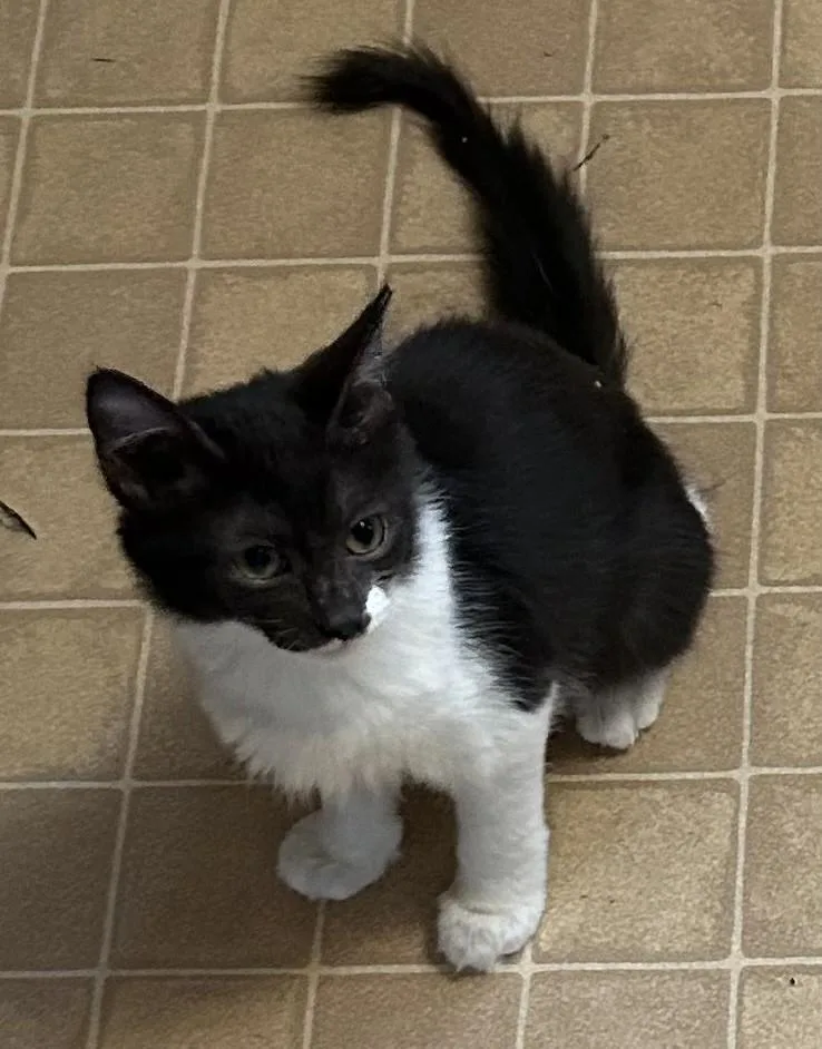A young medium-sized male Black & White / Tuxedo Domestic Medium Hair cat named Gilly for adoption in Columbia, SC