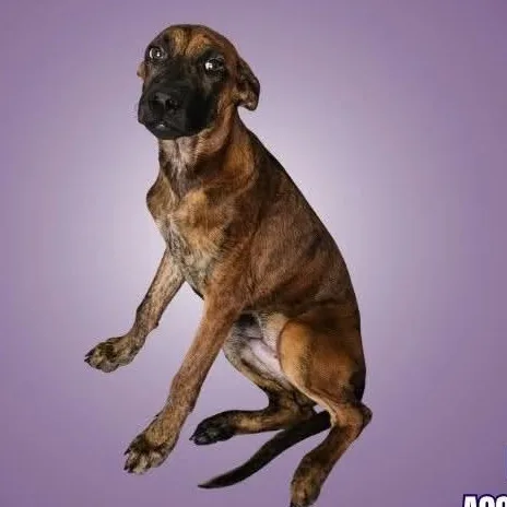 A baby medium-sized male Brindle Plott Hound dog named Pluto for adoption in Boise, ID