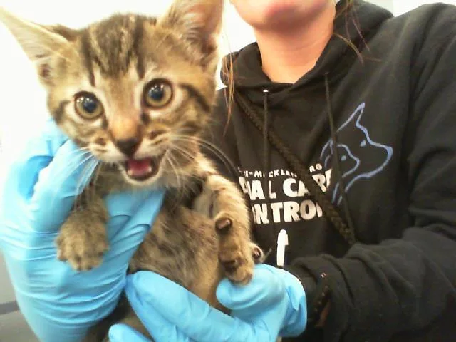 A baby small-sized male Domestic Short Hair cat named Simba for adoption in Charlotte, NC