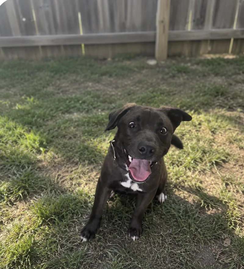 A young medium-sized female American Bully dog named Bean for adoption in Glendale, OH