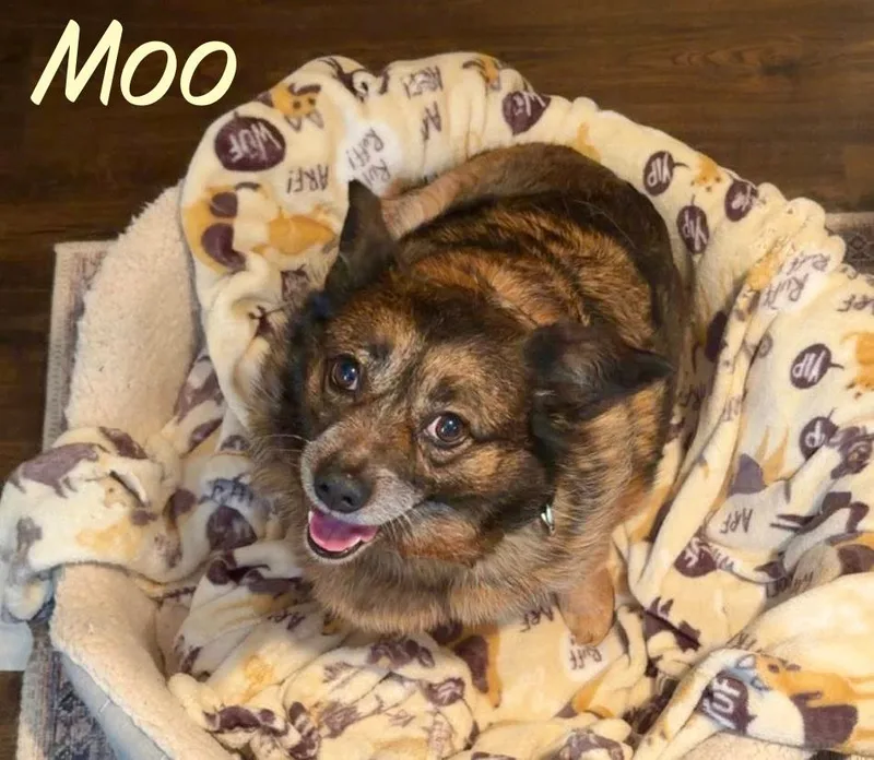 Moo thumbnail 2