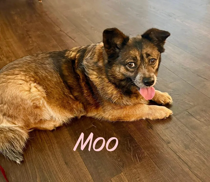 Moo thumbnail 3